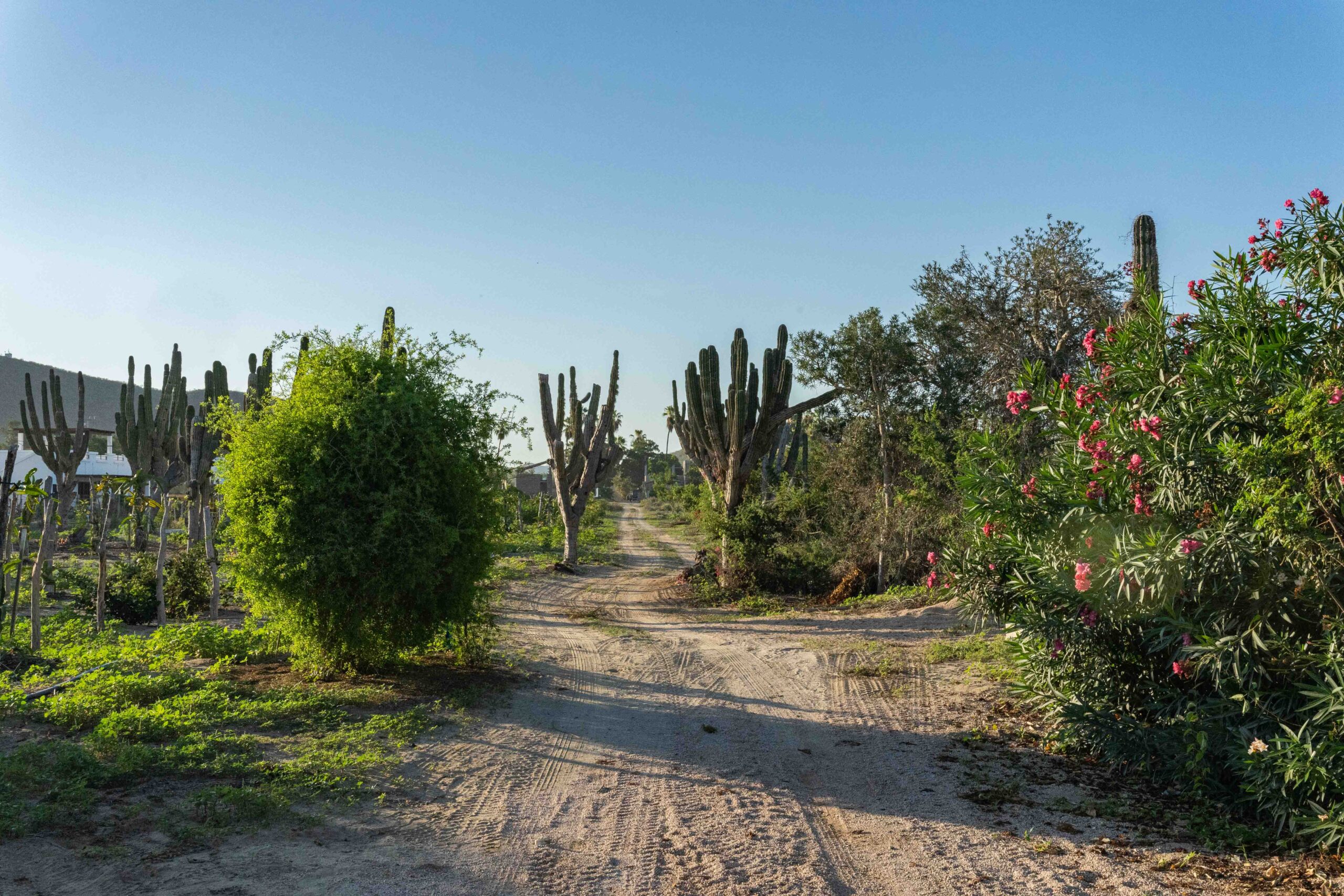 Desert landscape in Todos Santos with cacti and native vegetation, ideal for sustainable construction in Baja California Sur