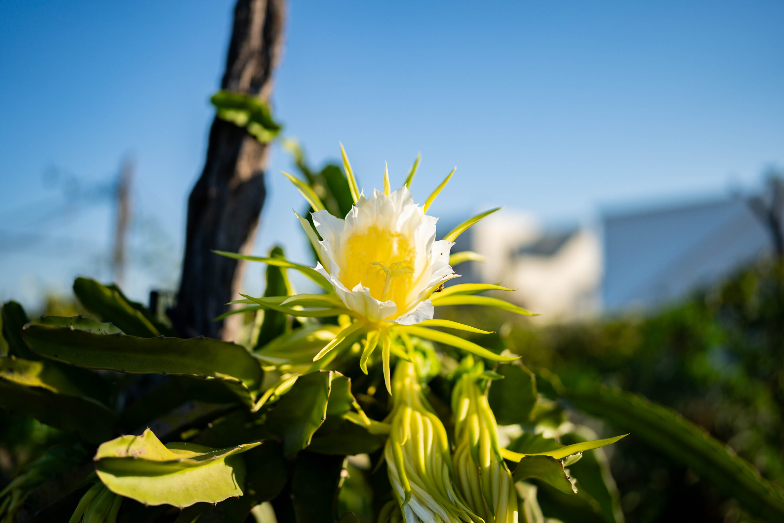 Vibrant plant life in Todos Santos, Baja California Sur, Mexico